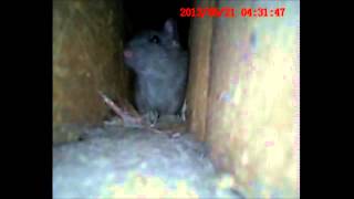 Entering The Rats Lair Using An Endoscope. The Rat Cam.