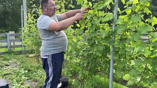 Беларусь. 19.07.2026 зеленые операции и хим обработка