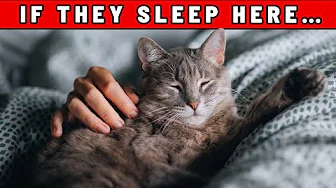 If Your Cat Sleeps Here, They See You as Their Mom