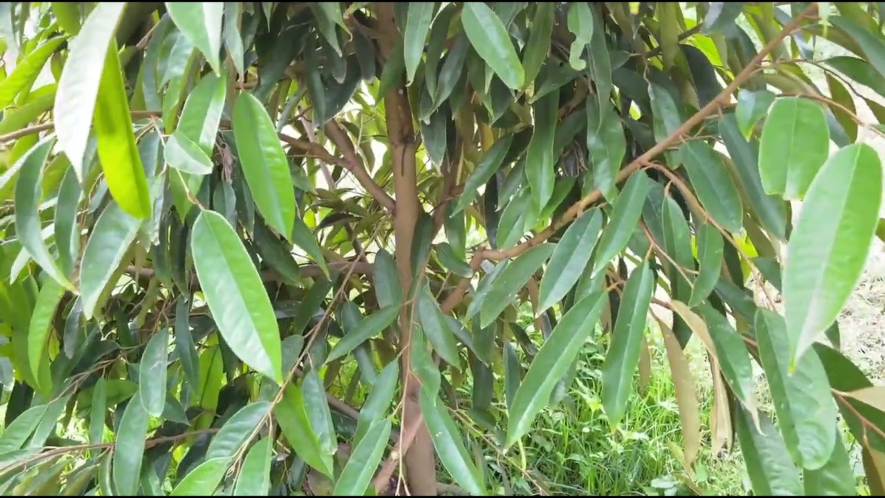 Раскрываем секреты роста дуриана: лучшие методы обрезки и способы достижения успеха!