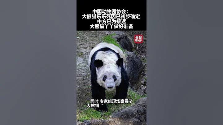 #关爱动物 中国动物园协会：大熊猫“乐乐”死因已初步确定 中方已为接返大熊猫“丫丫”做好准备 - 天天要闻