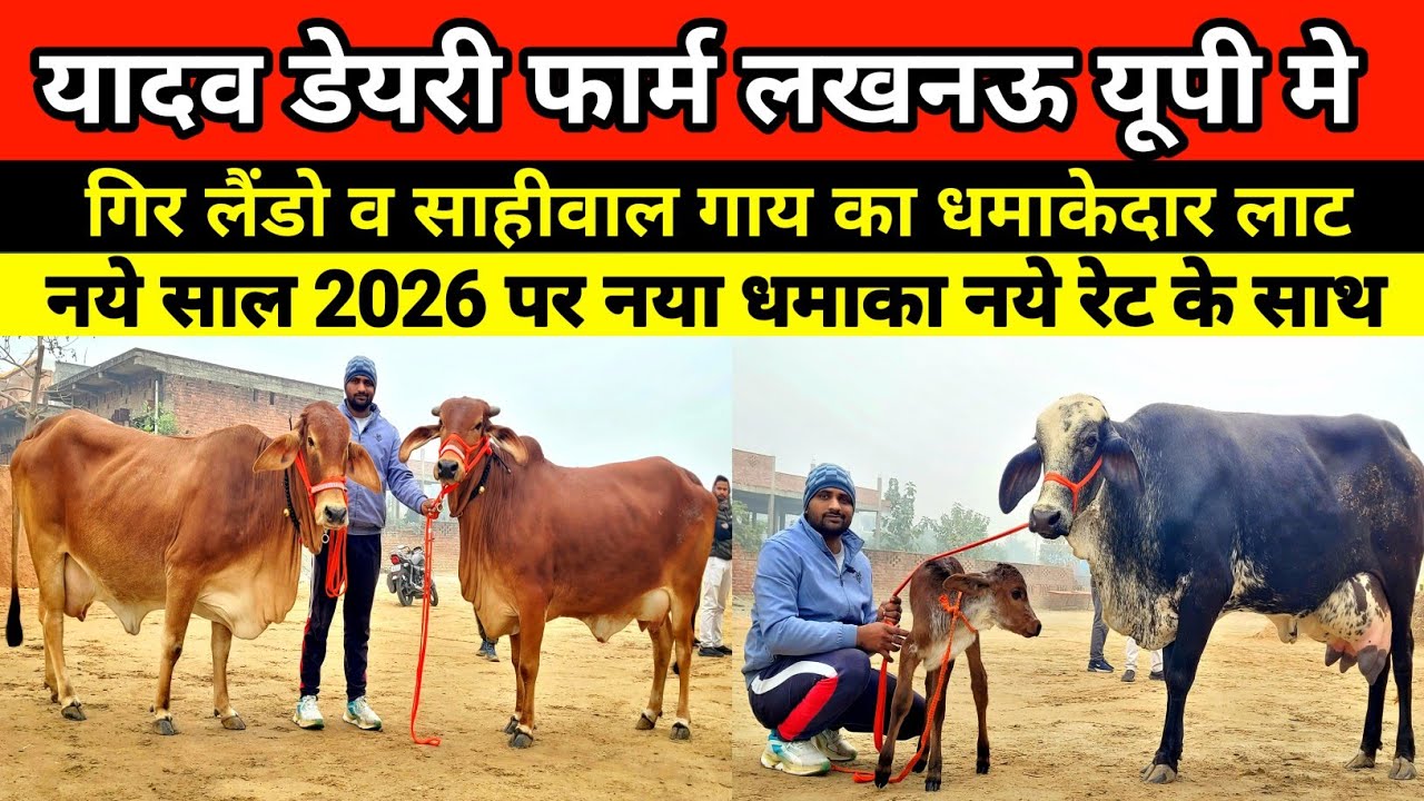 यादव डेयरी फार्म पर गिर लैंडो व साहीवाल गाय का धमाकेदार लाट उपलब्ध || yadav dairy farm lucknow 