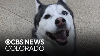 Aurora man mourns loss of dog found dead after returning from military deployment