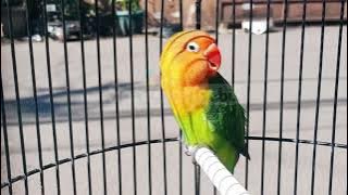 Masteran Lovebird Konslet Untuk Pancingan Lovebird Balibu Dan Dewasa Jantan AMPUH