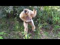 20171009シロテテナガザル　赤ちゃんが生まれました(White-Handed Gibbon baby!)