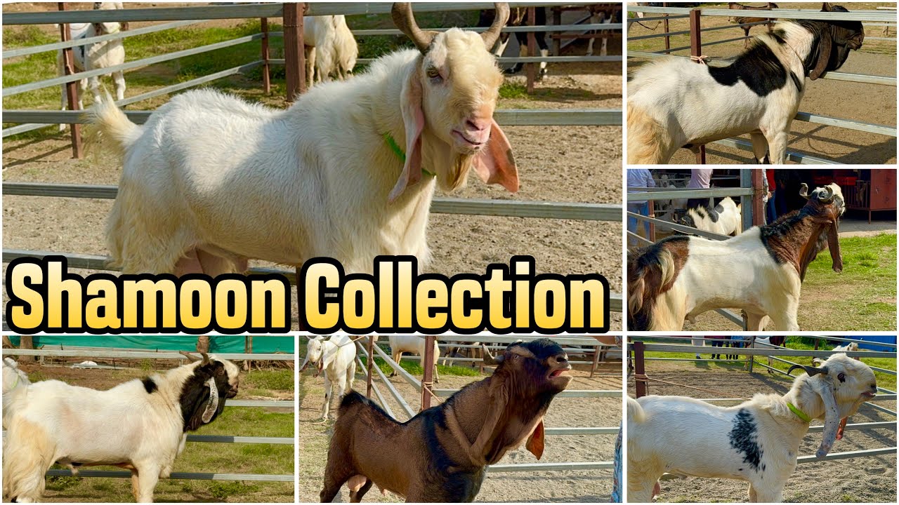 Shamoon Bhai Ka Andul Collection at YAGF,  Mahapoli