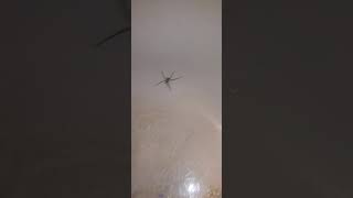 Brown Recluse🏃‍♀️🕷🚽🙅‍♀️😫😩😢😲🤯😬