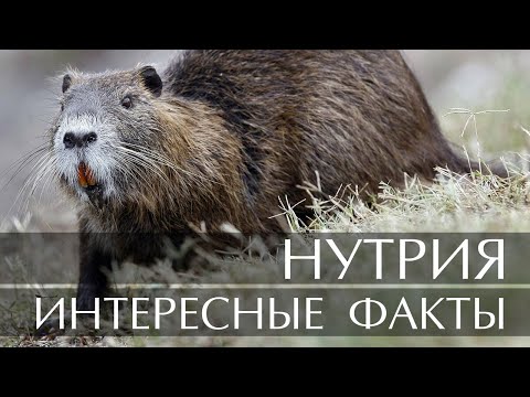 Видео: Где живет нутрия?