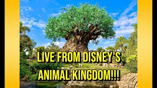 🔴LIVE Disney&#39;s Animal Kingdom 2025 – Avatar, Everest, Safari &amp; Dinosaur!