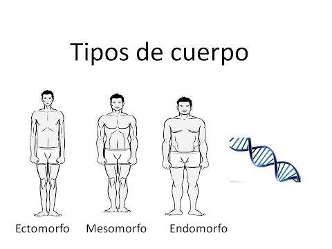 Video: ¿Qué es el tipo de cuerpo grueso?