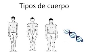 Descubre tu genética - tipos de cuerpo Descubre tu genética - tipos de cuerpo