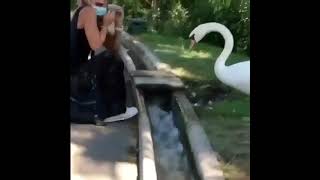 Лебедь одел маску на посетителя зоопарка