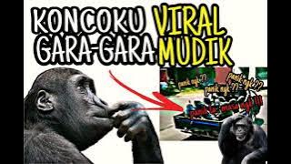 Viral Rombongan Gorila Ikut Mudik