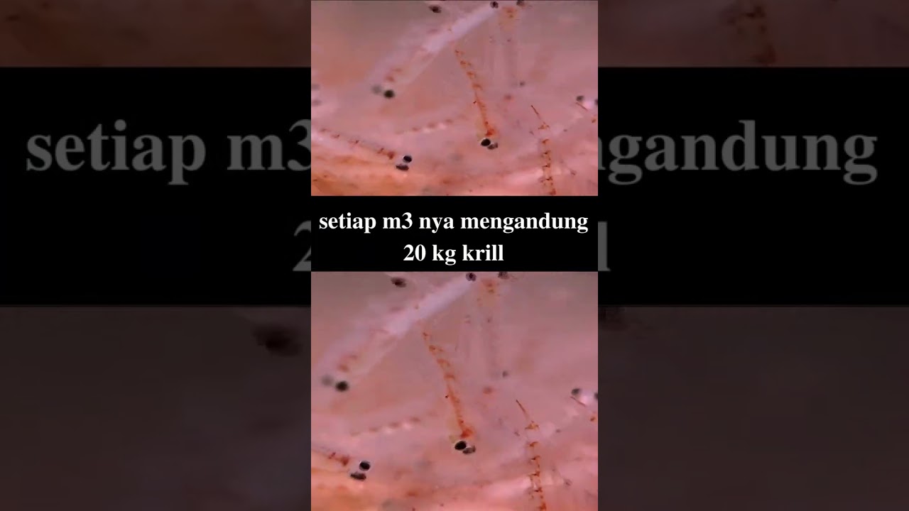 Krill, Crustacea Kecil Yang Mengagumkan