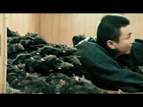 A rat plague on the train! Countless man-eating mice fell from the roof of the car!【Rat Disaster】