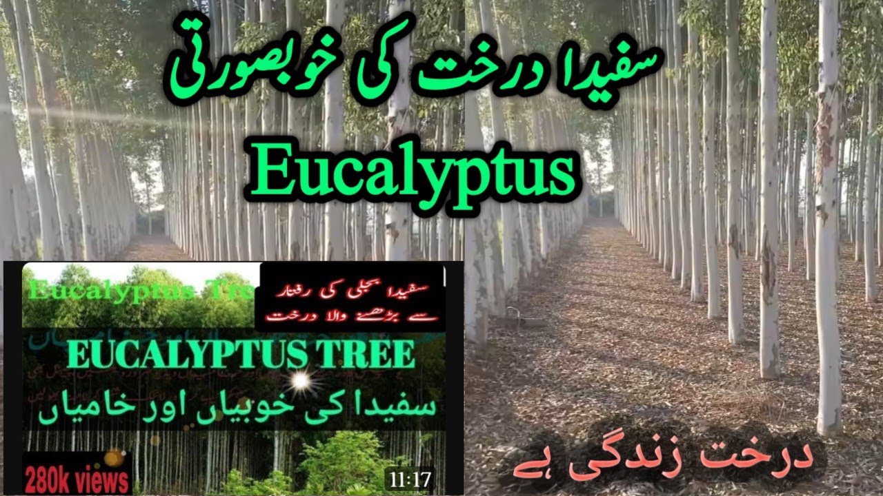 How to grow Eucalyptus trees ||sufaida tree farming and income  | 