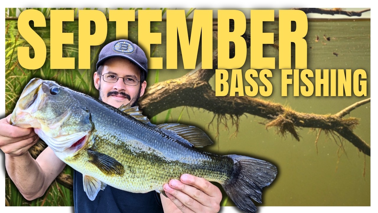 Where Bass Go In September and How To Catch Them