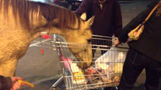 Hungry Horses at The Supermarket