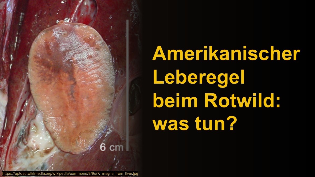 Amerikanischer Leberegel beim Rotwild: was tun?