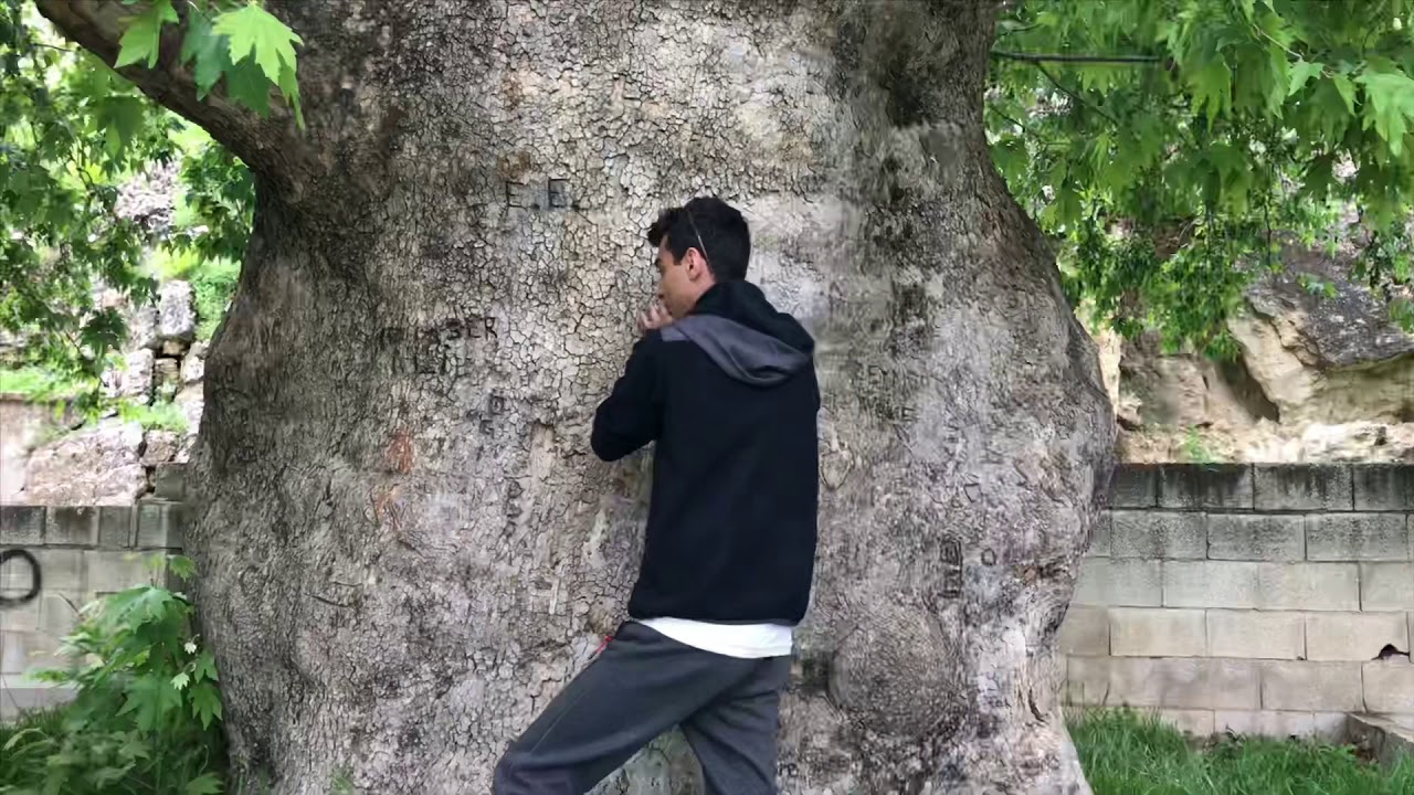 Morcalı köyünde 800 yıllık çınar ağacı