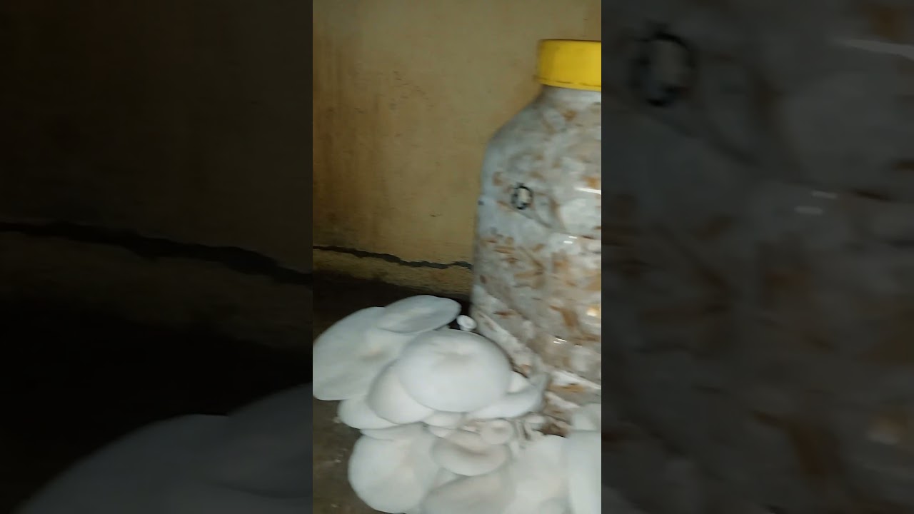 oyster mushroom cultivation training 