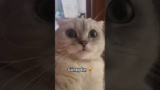 #youtubeshorts #youtubebeniöneçıkar #catvideos #cat #cats #kedivideoları #kediler #kedi