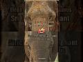 Sri Lankan Elephant vs African Forest Elephant #wis #wildlife #elephant #srilankanelephants
