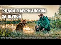 РЫБАЛКА РЯДОМ С МУРМАНСКОМ. С РЫЖЕЙ СОБАКОЙ ЗА ЩУКОЙ НА ДОМАШНЕЕ ОЗЕРО.  5 ЛЕТ ТУТ НЕ БЫЛ.