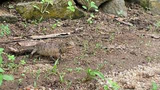 Hidden Lives of Lizard