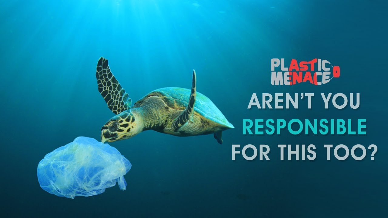 Trapped by Plastic - How Thousands of Animals Are Getting Killed - YouTube