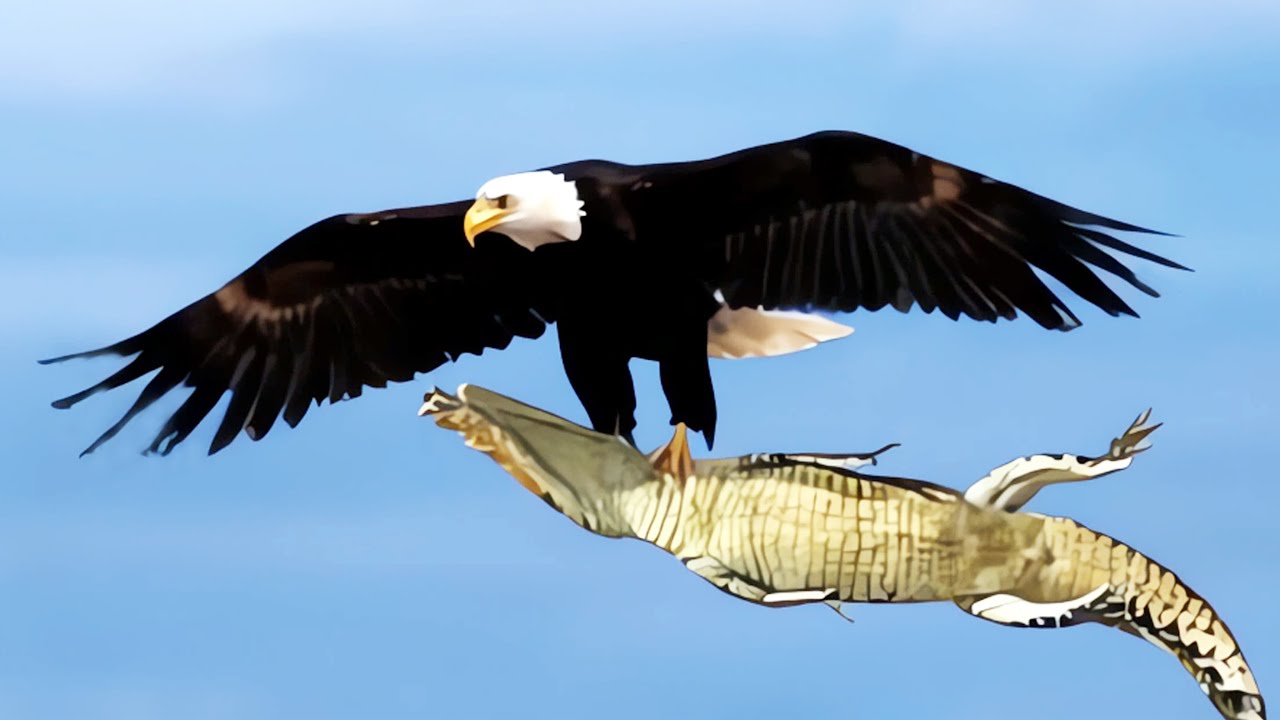Top 10 Mind-Blowing Facts about Eagles | عقاب بارے دلچسپ حقائق | ईगल्स के बारे में रोचक तथ्य