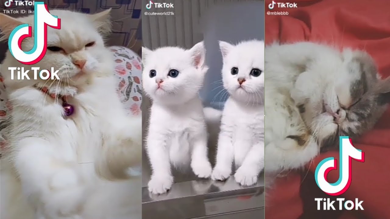 Kumpulan Kucing Lucu, Imut, ngeGemesin Bikin Ketawa Ngakak ...
