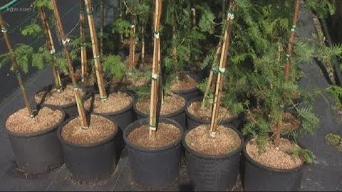 How to get a free tree from the City of Portland