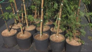 How to get a free tree from the City of Portland Profile