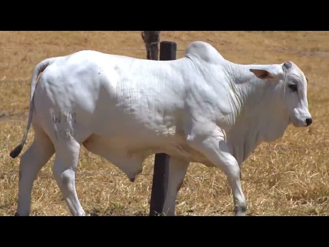 lote 24 - LEILÃO FAZENDA SANTA TEREZA - REPRODUTORES DO FUTURO