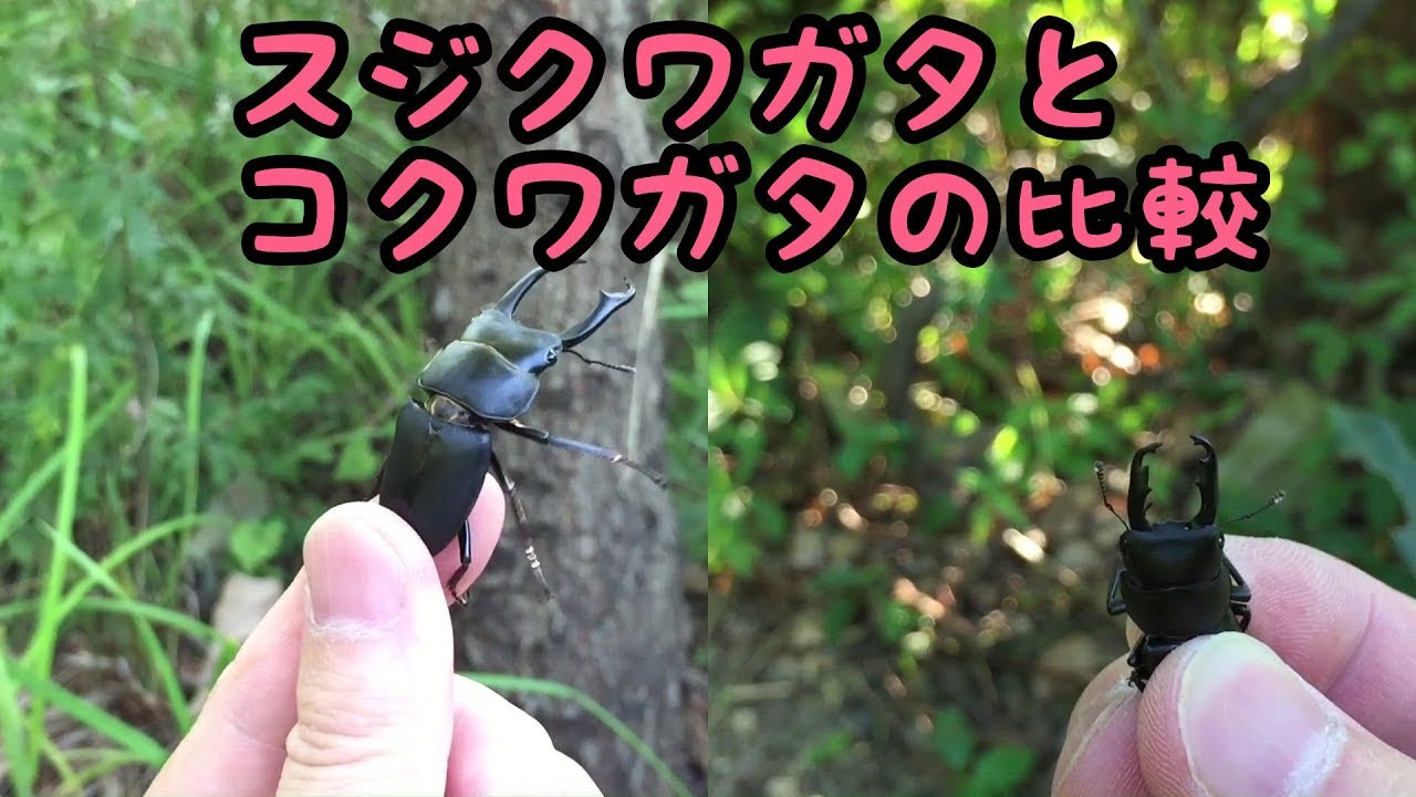 スジクワガタとコクワの違い、見分け方 Dorcus striatipennis YouTube