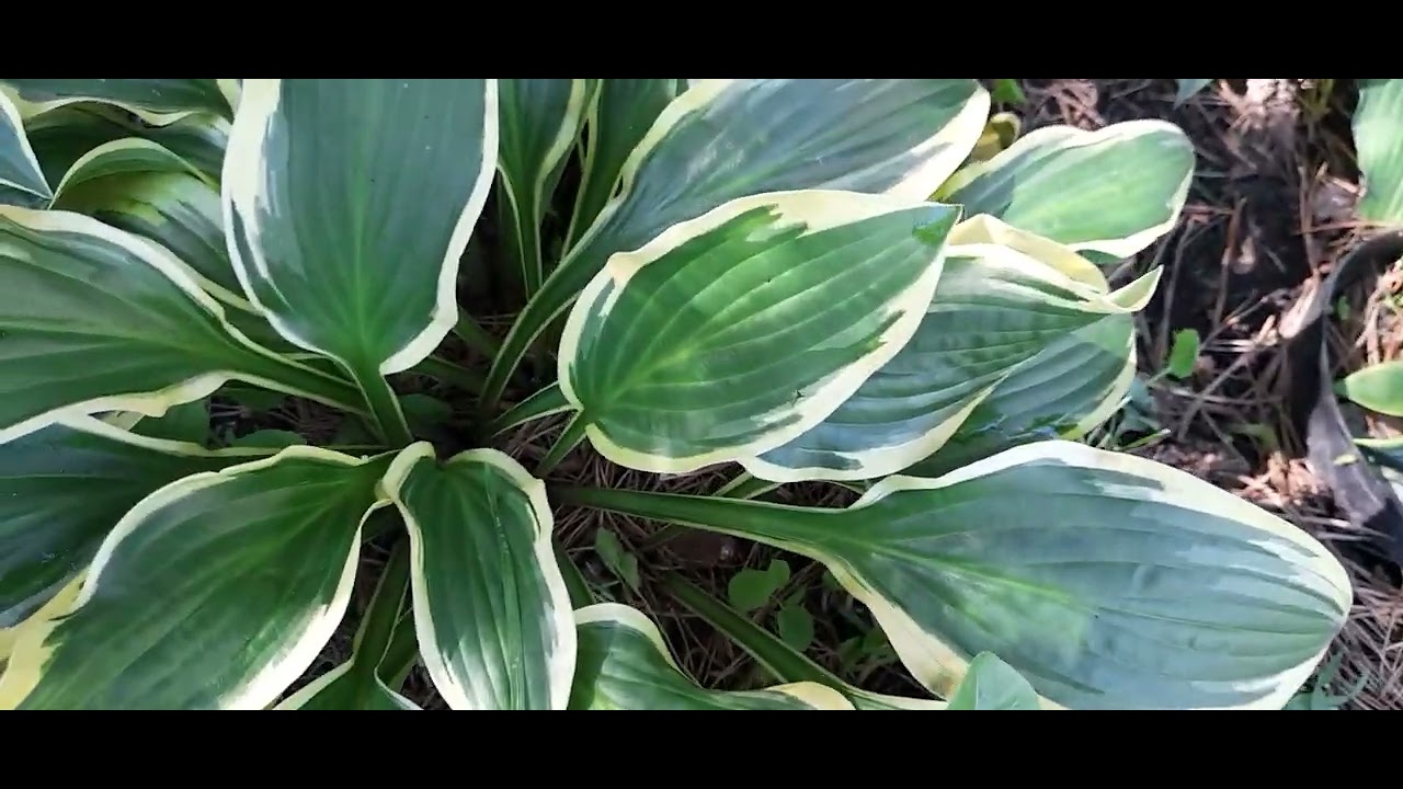 #дизайнсада #хосты #ЙеллоуСплэшРим /Хоста Йеллоу Сплэш Рим ( лат. hosta ...