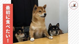 えっぼくが最初じゃないの…？柴犬三兄弟のおやつタイム🍡【PECO TV】