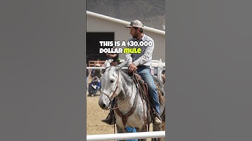 A MULE worth $30K!? 🤯 #horse #horses #mule #mules #donkey #donkeys