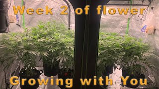 Growing with You | Week 11 | Our flowers start blooming