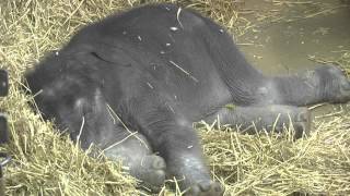 sleeping elephant for babies