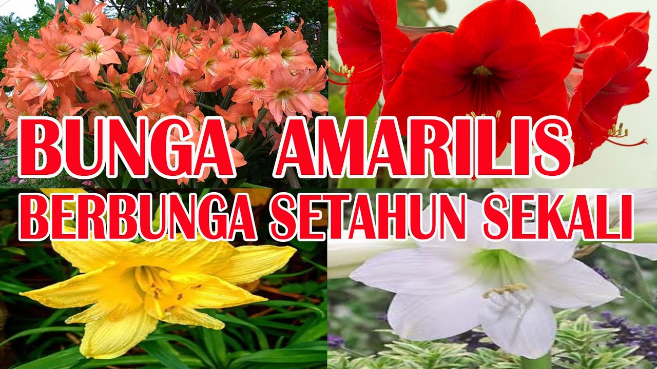 Bunga Amarilis Berbunga Satu Kali Dalam Setahun (Serial Tanaman Hias Part 67)