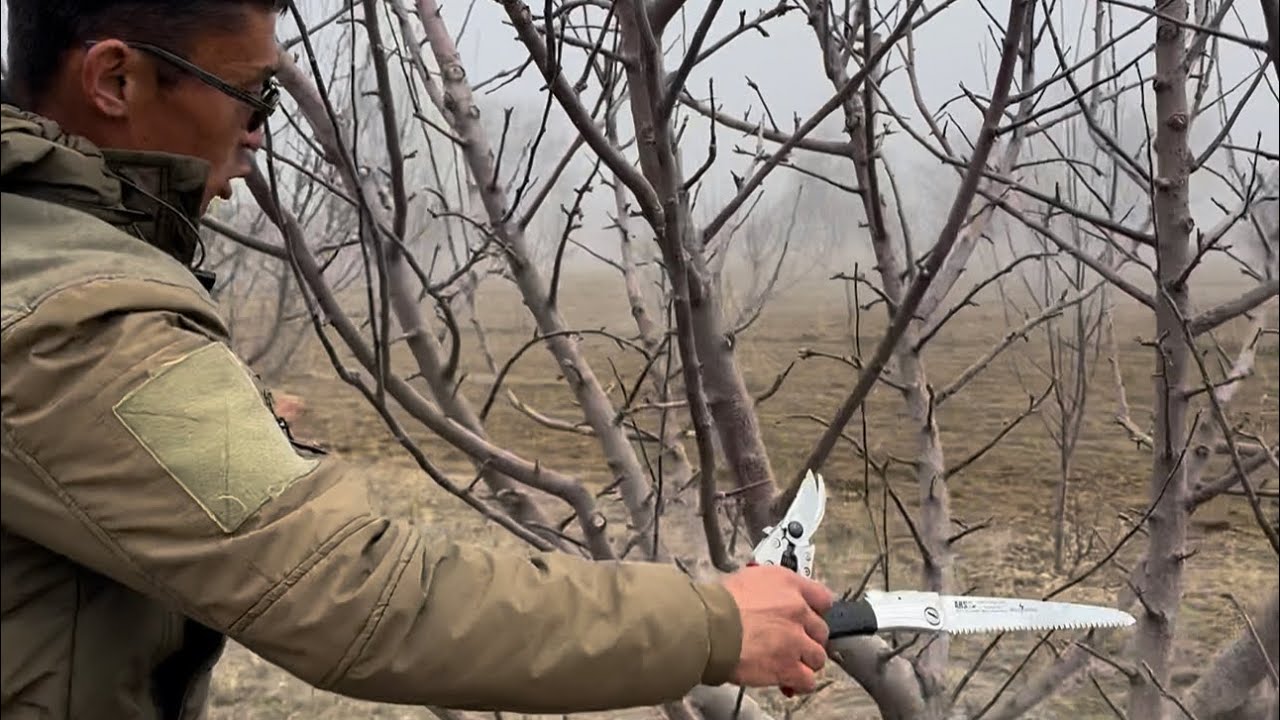 8 Жылдык Бийик бойлуу Алма бактан, 100 кг Момо алса болобу?