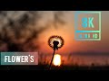 || 8K VIDEOS || FLOWERS || 8K VIDEOS || HDR ULTRA HD || (120 FPS) ||