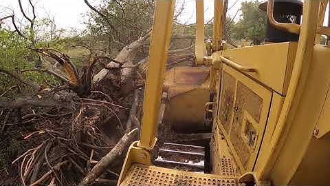 Some tree pushing with the D6!