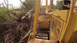Some tree pushing with the D6!