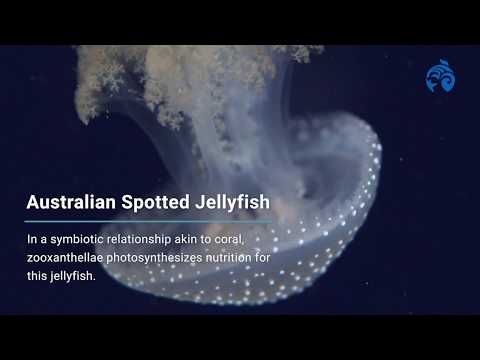 Meet the Jellyfish