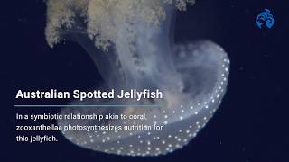 Meet the Jellyfish | Ocean Wise