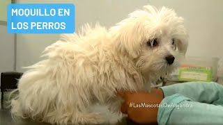 Qué es el moquillo en los perros y cuáles son los síntomas