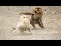 Un Singe Attaque Un Chien Dans La Rue